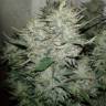семена конопли в интернете Kama Kush CBD feminised Kannabia Seeds