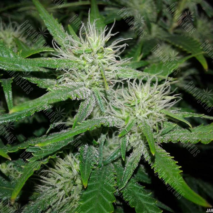 семена конопли марихуаны Kama Kush CBD feminised Kannabia Seeds