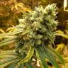 семена конопли аутдор Sativas Sour Diesel regular Nirvana Seeds