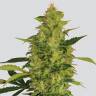 семена конопли элитных сортов Sativas Sour Diesel regular Nirvana Seeds