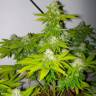 семена индийской конопли Auto Amnesia feminised