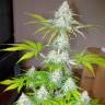 семена конопли сорта сатива Auto Amnesia feminised