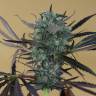 Chewing Gum feminised RuSeeds