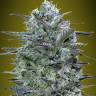 Auto Hercules regular Ganja Seeds