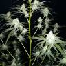 семена конопли с доставкой Liberty Haze feminised Barneys Farm