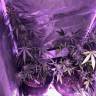 семена конопли гидропоники Auto Mango Cream feminised Exotic Seed