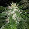 семена индийской конопли Mataro Blue CBD feminised Kannabia Seeds
