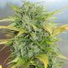качественные семена конопли Auto Royal Kush feminised