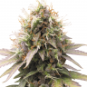 семена конопли в рф Auto Royal Kush feminised