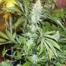 семена конопли почтой White Rhino feminised