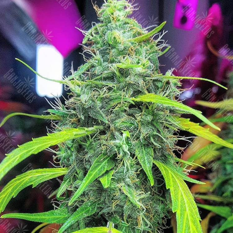 купить онлайн семена конопли El Queso feminised RuSeeds купить онлайн семена конопли El Queso feminised RuSeeds