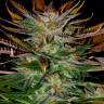 семена сортовой конопли McEarly regular Kannabia Seeds