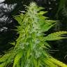 семена конопли наложенным платежом Auto Royal Critical feminised Royal Queen