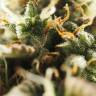семена конопли почтой Auto Jack 47 feminised Sweet Seeds