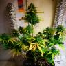 Качественные семена Royal Gorilla feminised Ganja Seeds