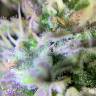 семена конопли элитных сортов Auto Shark feminised Pyramid Seeds
