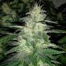 где можно заказать семена конопли Auto Royal Dwarf feminised Royal Queen