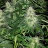 семена конопли курьером Auto Royal Dwarf feminised Royal Queen