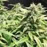 семена конопли недорого Auto Diesel Ryder feminised