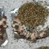 отпечатки псилоцибиновых грибов в России Tasmanian