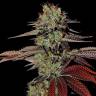 семена конопли f1 в оригинальной упаковке Auto King’s Kush feminised Green House Seeds семена конопли f1 в оригинальной упаковке Auto King’s Kush feminised Green House Seeds
