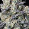 Auto Jock Horror regular Ganja Seeds