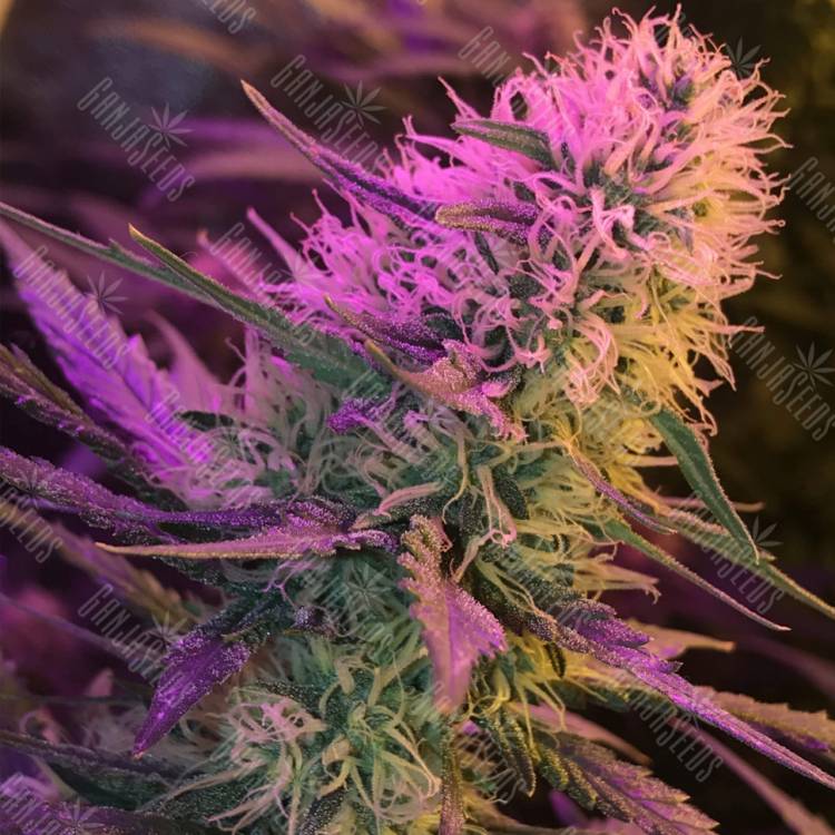 качественные семена конопли Orange Sherbert feminised Barneys Farm качественные семена конопли Orange Sherbert feminised Barneys Farm