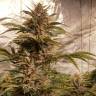 Hubble Bubble feminised Mandala Seeds
