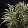 Hubble Bubble feminised Mandala Seeds