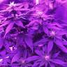 семена конопли почтой White Rhino regular Nirvana Seeds