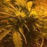 семена индийской конопли Auto Royal Haze feminised Royal Queen