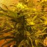 заказ семян конопли Москва Auto Royal Haze feminised Royal Queen