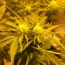 заказ семян конопли Спб Auto Royal Haze feminised Royal Queen