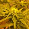 семена конопли Россия Auto Royal Haze feminised Royal Queen