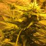 заказ семян конопли Auto Royal Haze feminised Royal Queen