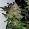 Семена марихуаны Auto Critical Plus feminised Ganja Seeds
