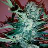Семена марихуаны Auto Royal Critical feminised Ganja Seeds заказать