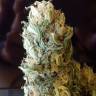 Black Domina feminised Ganja Seeds