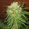 семена конопли в оригинальных упаковках Jamaican Orange Skunk feminised