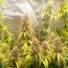семена конопли с доставкой в рф Auto Super Lemon Haze feminised