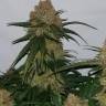 Auto Super Lemon Haze feminised Green House Seeds
