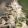 Auto Kalashnikova regular Ganja Seeds
