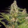 Auto Kalashnikova regular Ganja Seeds