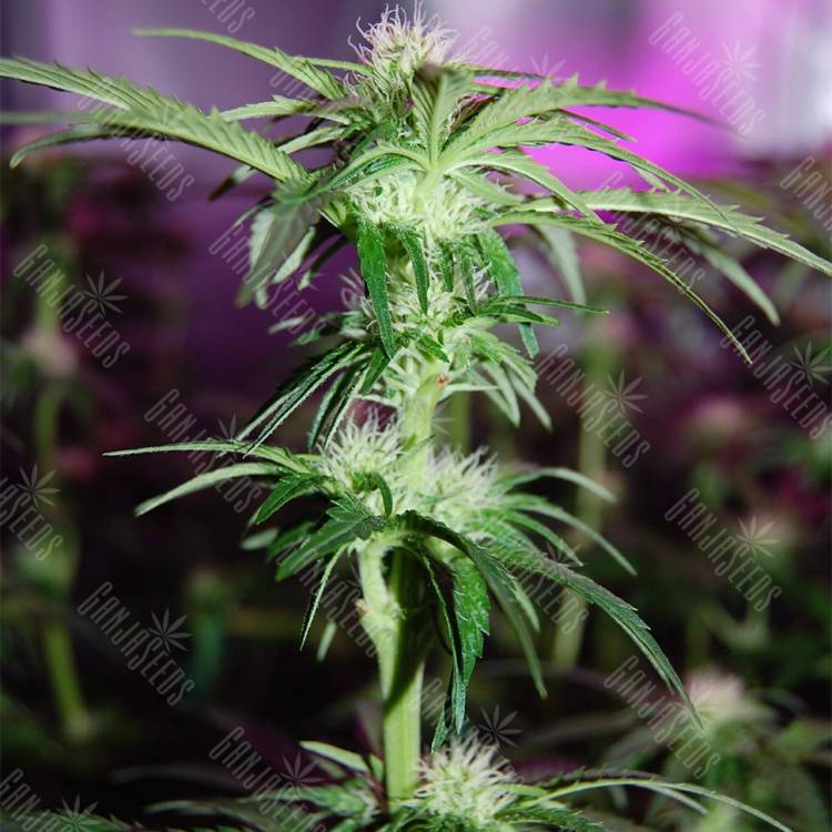 семена конопли Россия Peppermint Kush feminised Barneys Farm семена конопли Россия Peppermint Kush feminised Barneys Farm