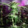 семена конопли Россия Peppermint Kush feminised Barneys Farm семена конопли Россия Peppermint Kush feminised Barneys Farm