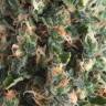 семена конопли с доставкой Auto Super OG Kush feminised Pyramid Seeds