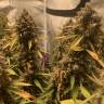 мощные семена конопли Auto Super OG Kush feminised Pyramid Seeds