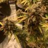 семена конопли автоцвет Auto Super OG Kush feminised Pyramid Seeds