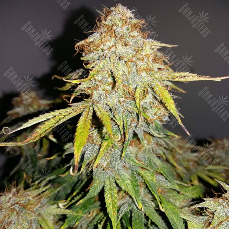 где заказать семена конопли Auto Royal Jack feminised Royal Queen где заказать семена конопли Auto Royal Jack feminised Royal Queen