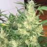 мощные семена конопли Auto Cheese feminised